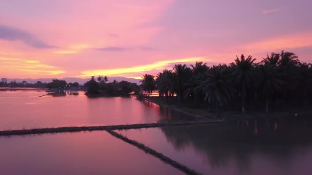 Aerial Menuju Perkebunan Kelapa Sawit Dalam Refleksi Selama Matahari Terbenam — Stok Video