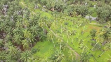 İnsansız hava aracı, petrol palmiyesinin yakınındaki yeşil hindistan cevizi ağaçlarını vurdu..
