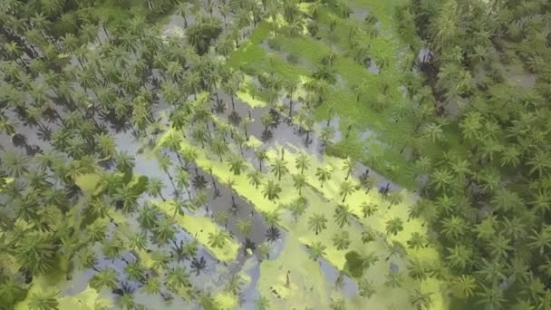 Strzały Drona Powódź Zdarzają Się Posiadłości Oleju Palmowego — Wideo stockowe