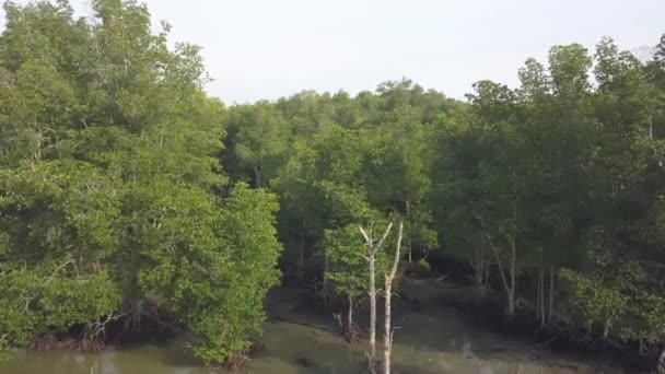 Vista Aerea Alberi Mangrovie Verdi Malesia — Video Stock