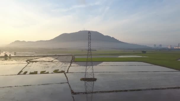 Vuelo Aéreo Sobre Torre Eléctrica Arrozal — Vídeo de stock