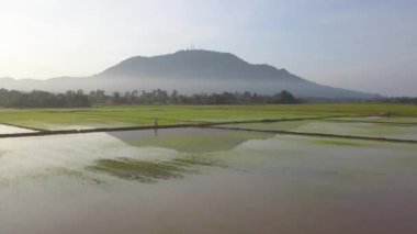 Balıkçı çeltik tarlasında çapayla yürüyor.