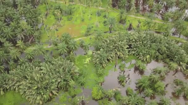 Palmy Kokosowe Olejowe Zieleni Widok Lotu Ptaka — Wideo stockowe