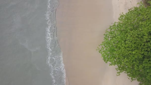 Vista Aérea Descendo Olhar Para Baixo Areia Folhas Árvore Verde — Vídeo de Stock