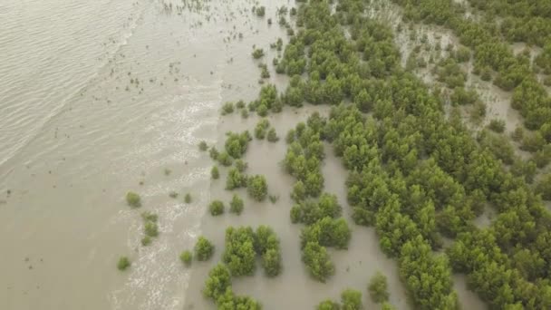 Vista Aérea Manguezal Árvores Floresta Proteger Hit Onda — Vídeo de Stock