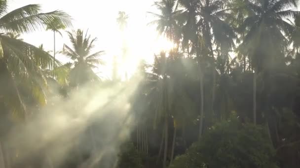 Fumée Raie Ferme Noix Coco Matin — Video