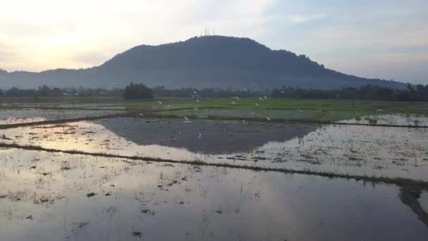 Egret Ptaków Latać Polu Ryżowym Bukit Mertajam — Wideo stockowe