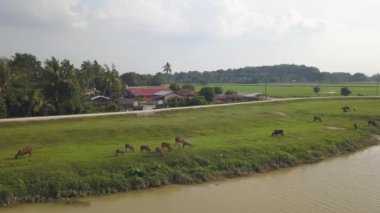 Malezya 'nın Malezya kırsalındaki nehir kıyısında inekler otlanıyor.
