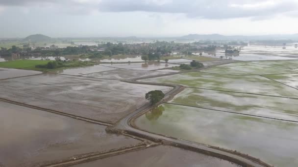稻田小径上的鸟瞰绿地 — 图库视频影像