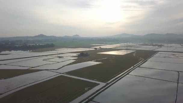 Drone Tiro Campo Arroz Naranja Acaba Terminar Cosechado — Vídeos de Stock