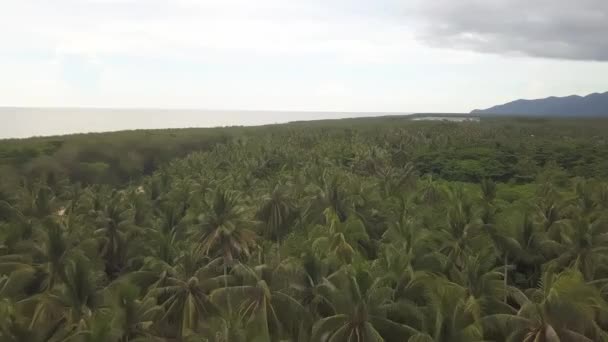 Flygfoto Gröna Kokosnötsträd Balik Pulau Penang — Stockvideo