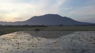 Çeltik tarlasında traktörün yanında beyaz balıkçıl uçar. Arkası Bukit Mertajam Tepesi..