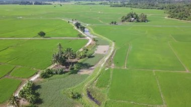 Hava manzaralı yeşil çeltik tarlası havadan görünüyor.