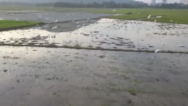 Flygfoto Följa Flock Vita Egret Flyga Paddy Gård Morgonen Soluppgång — Stockvideo