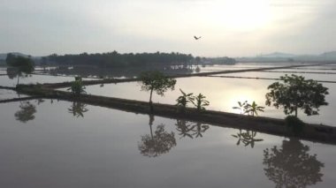 Çeltik tarlasındaki ağaç plantasyonunun üzerinde gün doğumu..