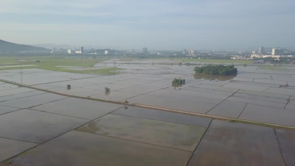 Vista Aérea Inundación Arrozal Temporada Campo — Vídeos de Stock