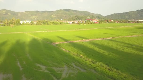 Тени Воздуха Зеленом Рисовом Поле Балик Пулау Пенанг — стоковое видео