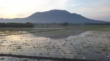 Akbalıkçılkuşu çamurlu çeltik tarlasında uçar.