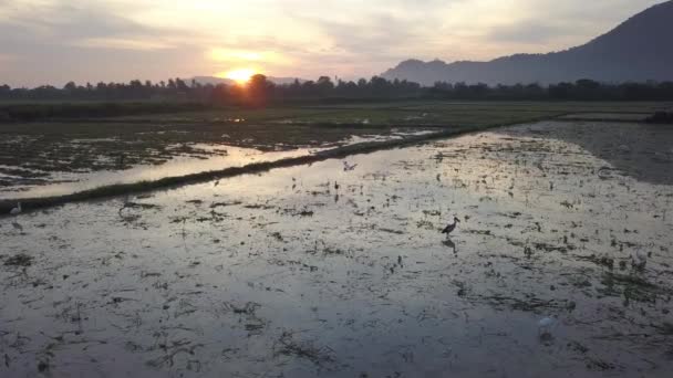 Aerial View Egret Asian Open Bill Search Food Wetland — Vídeos de Stock