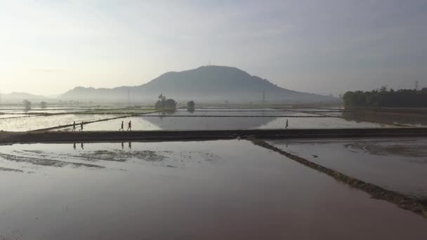 As pessoas correm em reflexão no campo de paddy. — Vídeo de Stock