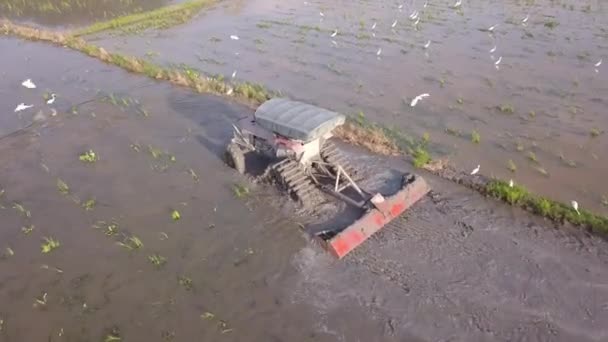 Agricultor prepara la tierra para el cultivo en campo de arroz de inundación. — Vídeos de Stock