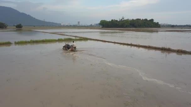 Fluindo no campo de arrozal. — Vídeo de Stock