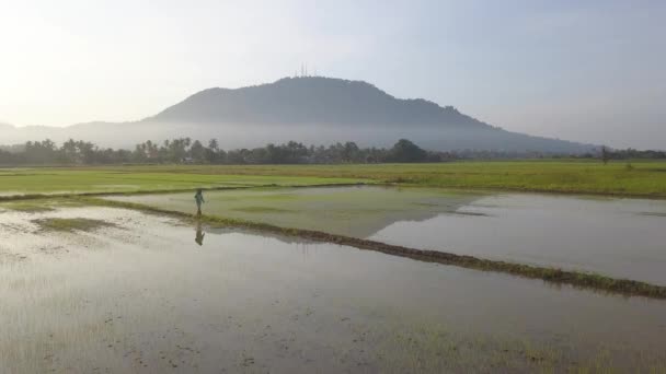 Um agricultor carrega um como em seu ombro andar na fazenda arroz paddy. — Vídeo de Stock