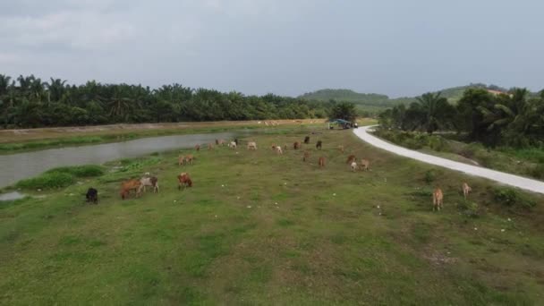 Gruppo Mucche Pascolo Erba Accanto Riva Del Fiume — Video Stock