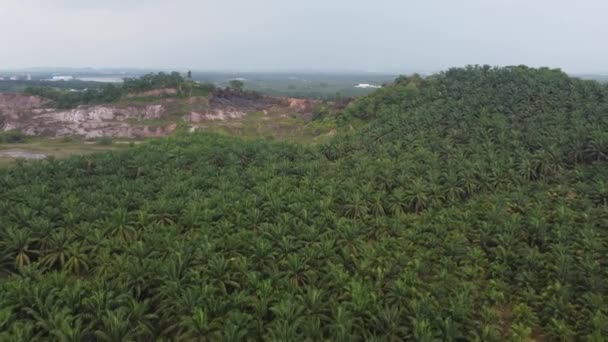 Widok Lotu Ptaka Plantacja Palmy Olejowej Wzgórze Odleśne — Wideo stockowe