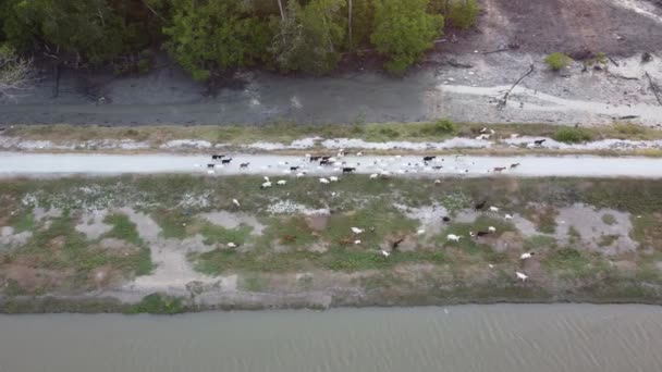 Vista Aérea Cabras Caminando Grupo Cerca Área Rural Cerca Manglar — Vídeo de stock