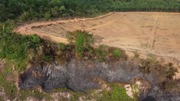 Défrichement Brûlage Arbres Ciel Ouvert Malaisie — Video