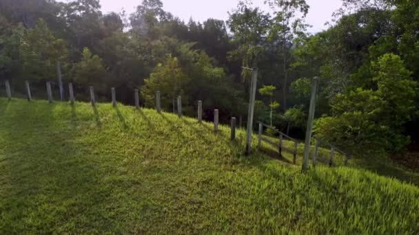 Vers Clôture Côté Herbe Verte Tôt Matin — Video