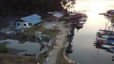 Havadan izlenen bir grup keçi mangrov yakınlarındaki avluya gider.