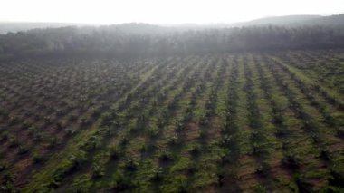 Sabahları yağlı palmiye plantasyonunun hava sisli manzarası