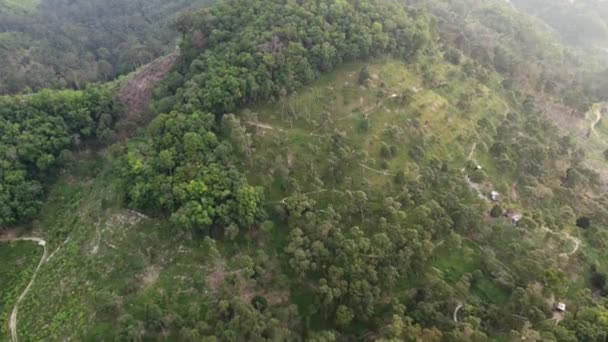马来西亚山坡上的榴莲人工林 — 图库视频影像