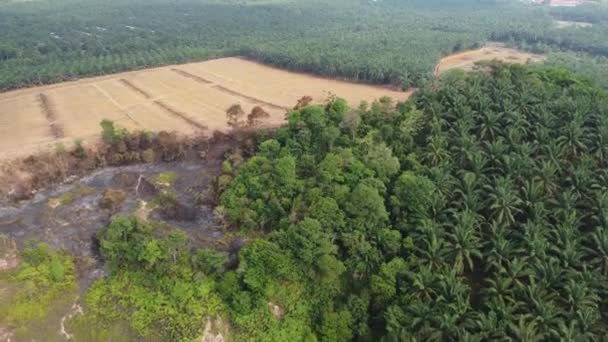 Gul Jord Grund Avskogning Oljepalmplantage Och Brännande Grön Buske — Stockvideo