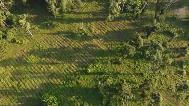 Letecké Ranní Slunce Stromu Blízkosti Zelené Louky Malajsii — Stock video