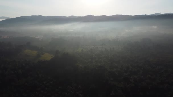 Bosque Brumoso Aéreo Malasia — Vídeos de Stock