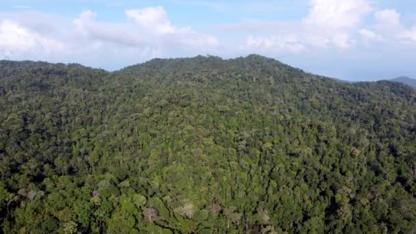 Vue Aérienne Forêt Verte Dans Matin Bleu Ensoleillé — Video