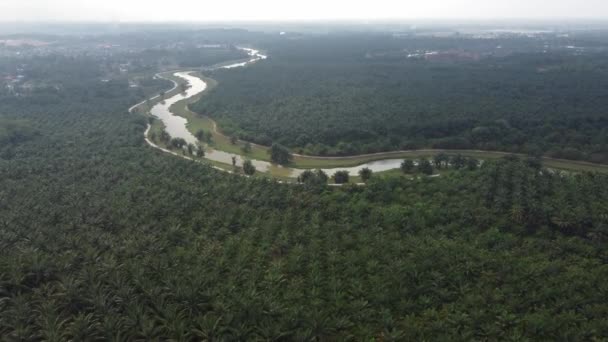 Vista Aérea Brumoso Día Finca Palma Aceitera Junto Río Sungai — Vídeo de stock