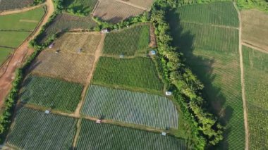 Hava görüntüsü Malezya 'da ekilmiş sebze tarlası