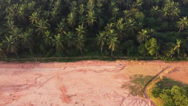 Trawnik Polany Pobliżu Plantacji Drzew Kokosowych — Wideo stockowe