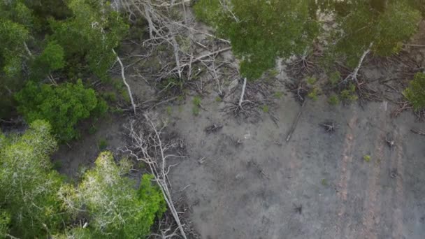 Εναέρια Άποψη Δέντρο Μανγκρόουβ Πέσει Κάτω Στο Δάσος Κοντά Στην — Αρχείο Βίντεο