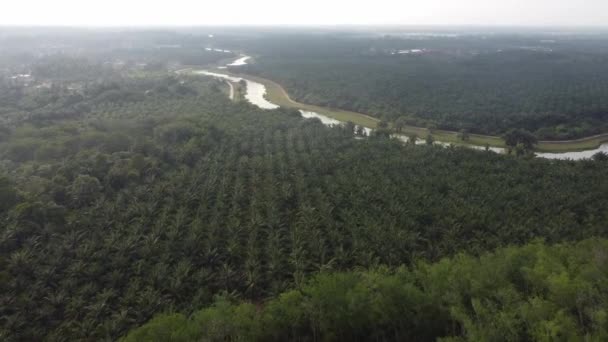 Vista Aérea Plantación Palma Aceitera Junto Río Día Brumoso — Vídeo de stock