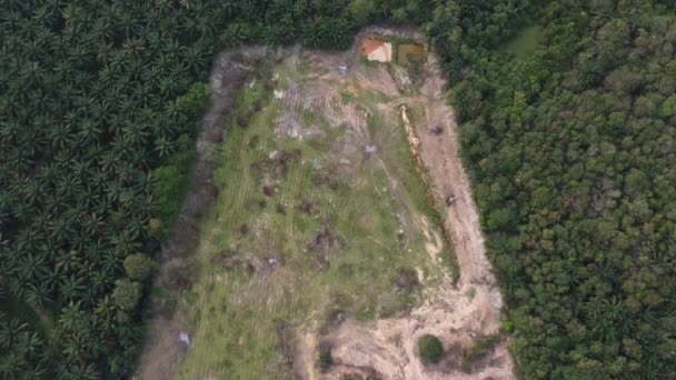 Mirada Aérea Por Campo Agricultura Cerca Selva Limpieza Tierras Árbol — Vídeo de stock