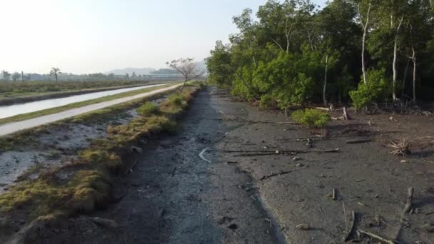 Vlieg Mangrove Moeras Modderig Land — Stockvideo