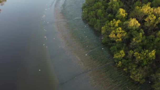 Akbalıkçıl Kuşları Nehir Kenarındaki Mangrov Bataklık Bölgesinde Yaşar — Stok video