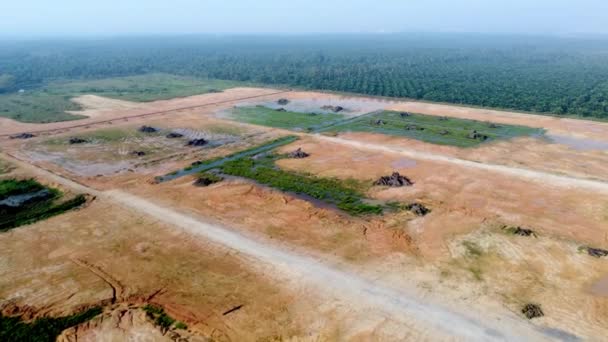 Vue Aérienne Palmier Huile Est Clair Pour Autre Projet — Video