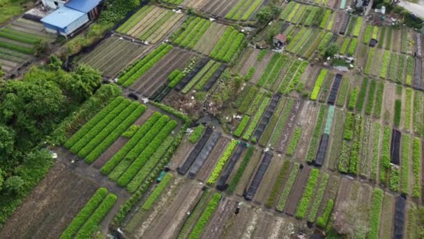 Vista aérea granja de hortalizas — Vídeo de stock