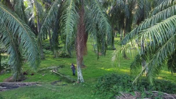 Il contadino usa il lungo coltello falce per tagliare i frutti di palma da olio — Video Stock